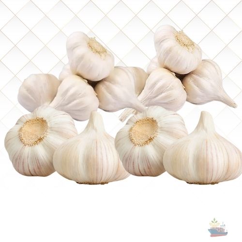 Garlic